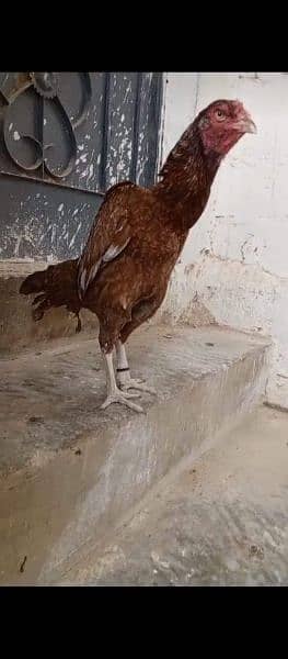 Heera chicks and aseel birds available 6