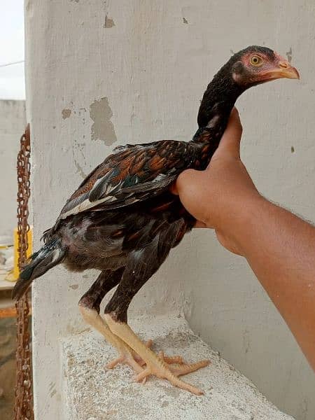 Heera chicks and aseel birds available 11