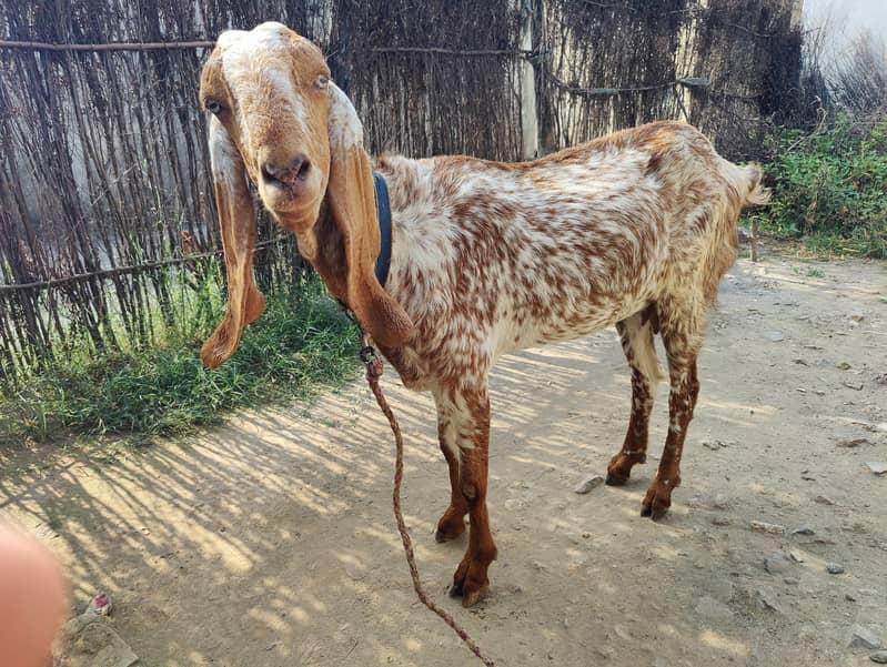 Makhi cheeni bakrian 2 Female 0