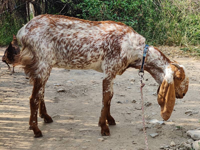 Makhi cheeni bakrian 2 Female 1