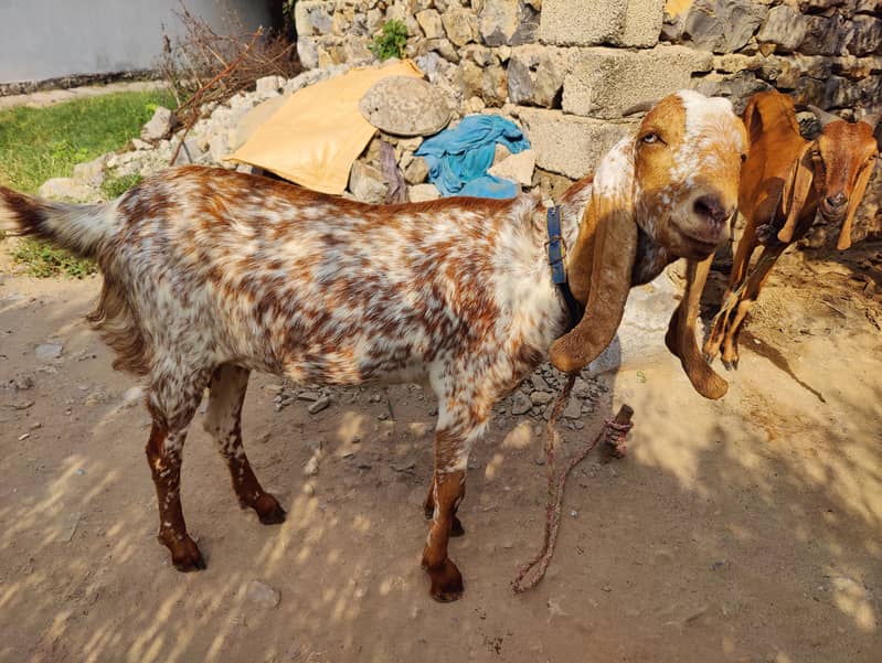 Makhi cheeni bakrian 2 Female 2