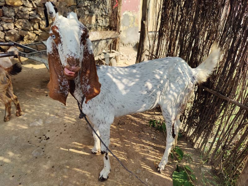 Makhi cheeni bakrian 2 Female 4