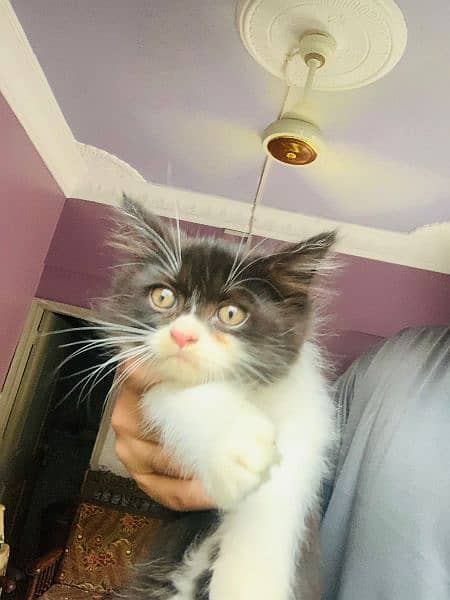 Persian cat pair for sale 0