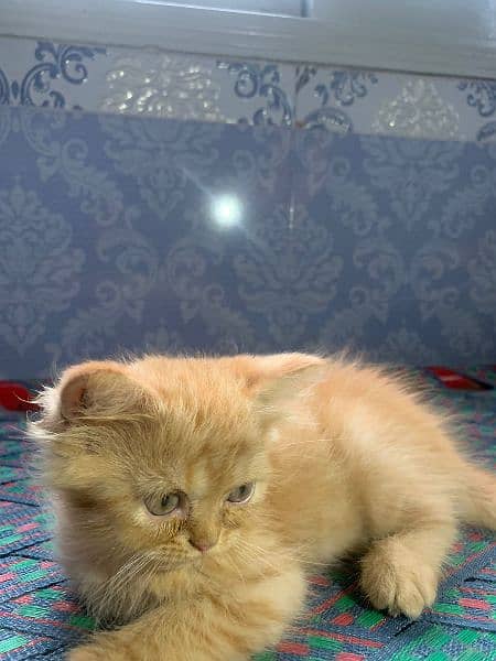 Persian cat pair for sale 4