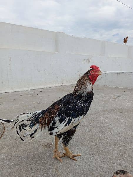 Aseel Hen For Sale 0