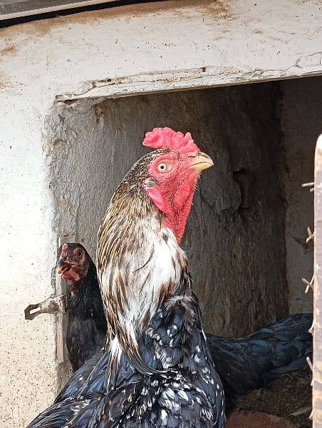 Aseel Hen For Sale 3