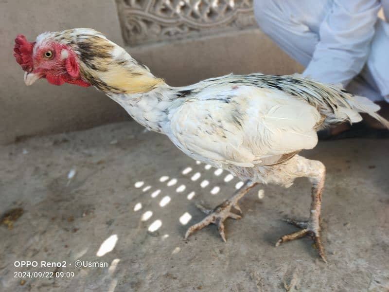 pure aseel 4 piece male for sale 2000 per piece 7