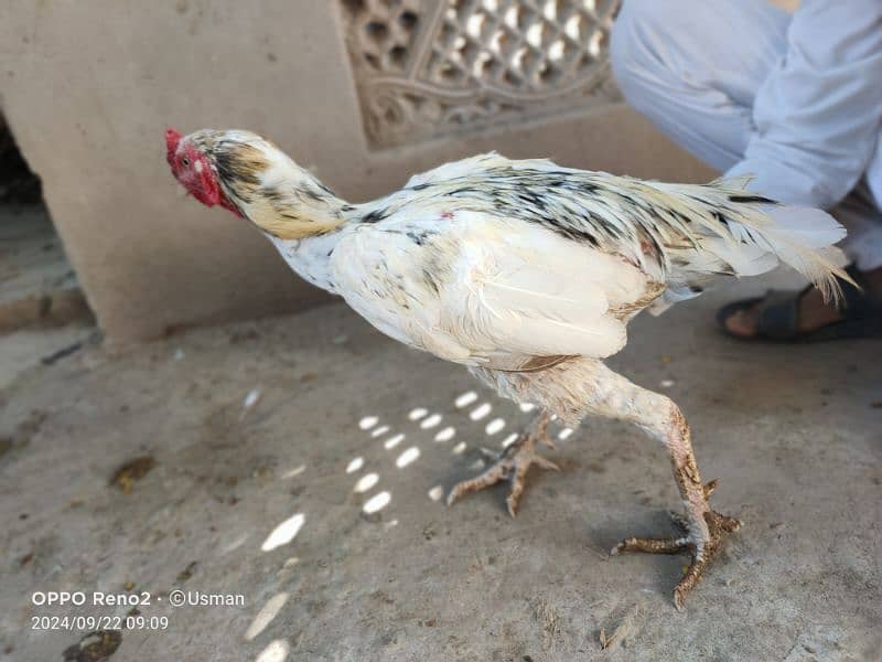 pure aseel 4 piece male for sale 2000 per piece 10