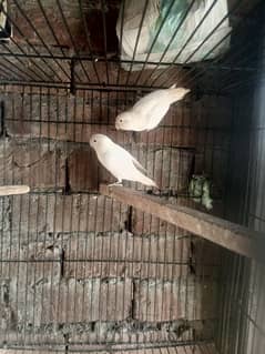 2 males albino red eye available