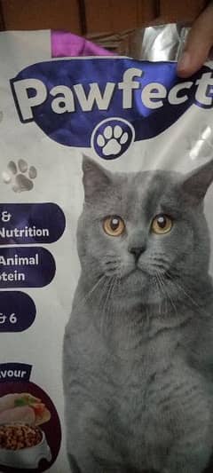 adult cat feed