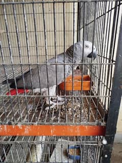 African Grey Breeder Female