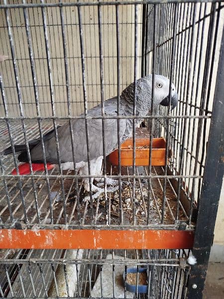 African Grey Breeder Female 0