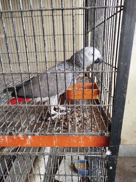 African Grey Breeder Female 1