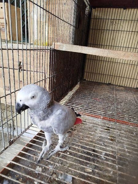 African Grey Breeder Female 2