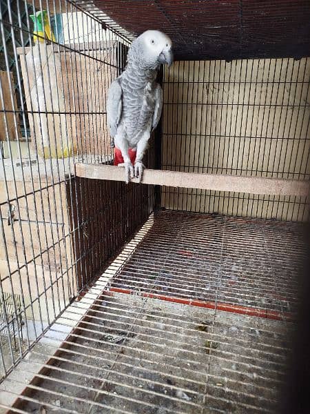 African Grey Breeder Female 3