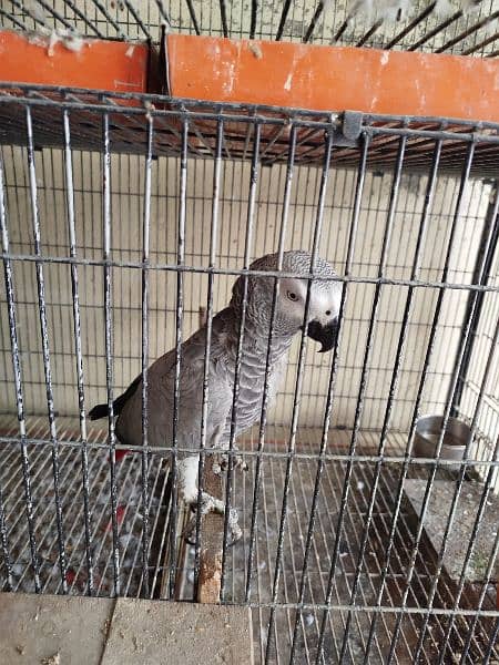 African Grey Breeder Female 4