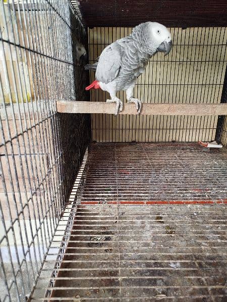 African Grey Breeder Female 5