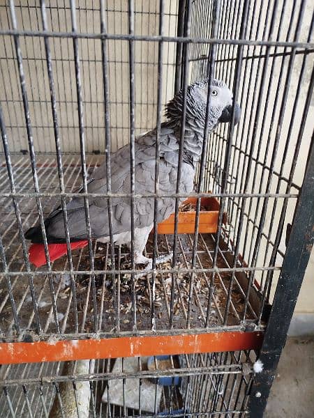 African Grey Breeder Female 6