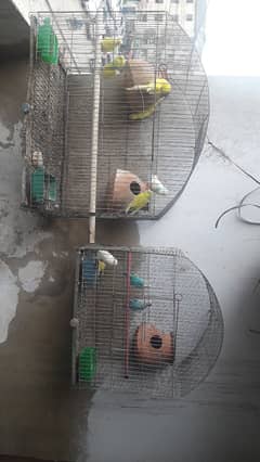 Buddies pair for sale with cage