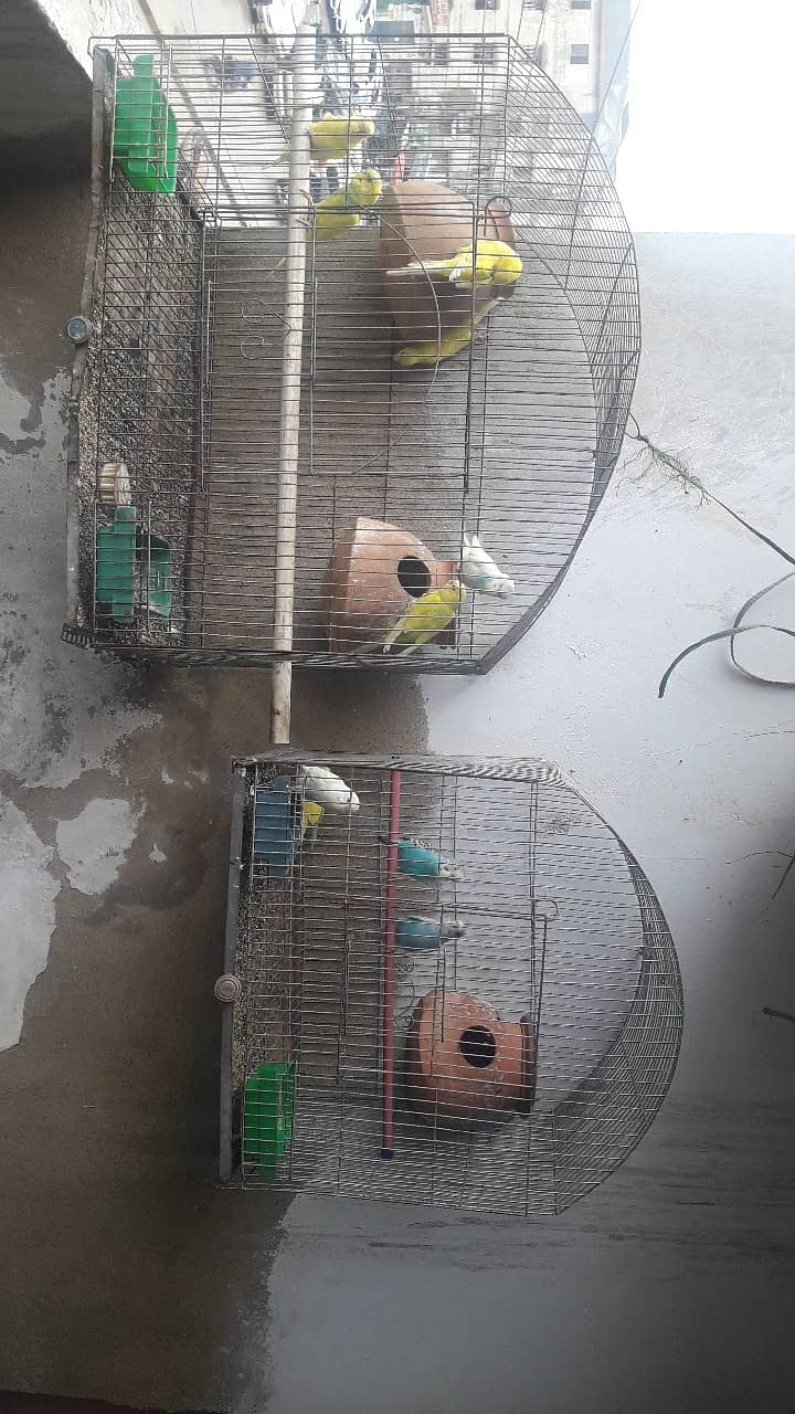 Buddies pair for sale with cage 0