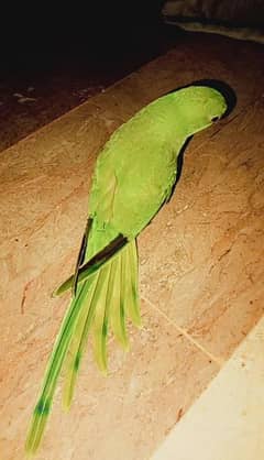 Green Parrot 0