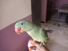 Alexander raw parrot