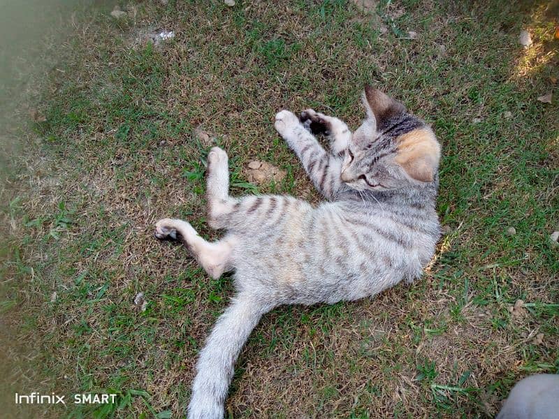 cute cat cute cat train no to how to do washroom 1