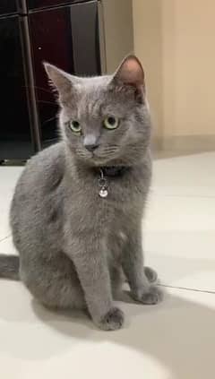 British short hair Cat with kittens