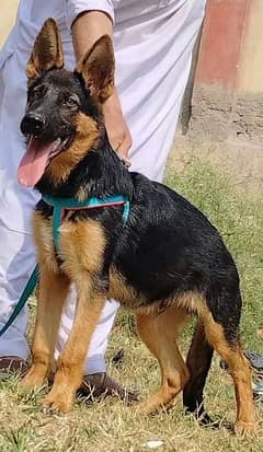 German Shepherd male 3 months available