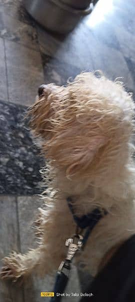 poodle Young male Dog For sell 4