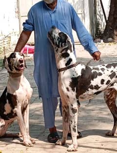 Great Danes.  1 male.   3 females