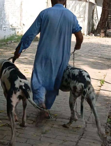 Great Danes.  1 male.   3 females 7