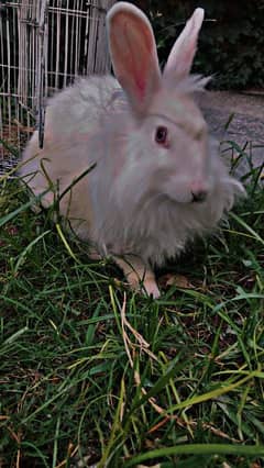 angora rabbit