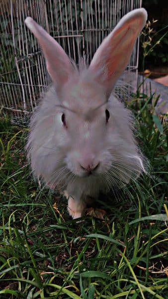 angora rabbit 1