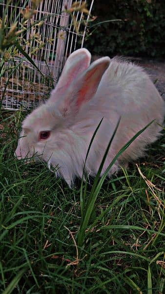 angora rabbit 2