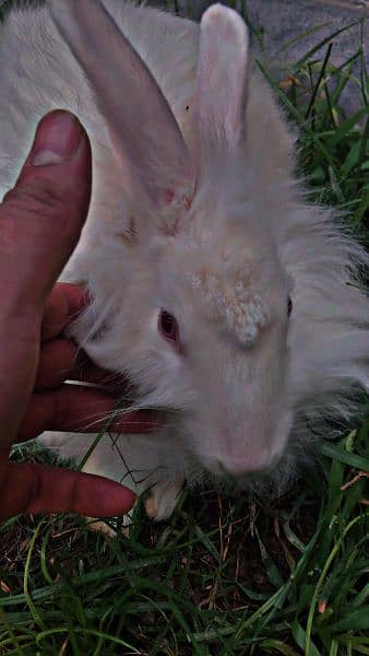 angora rabbit 3