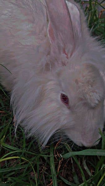 angora rabbit 4