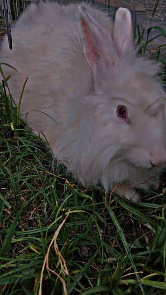 angora rabbit 5