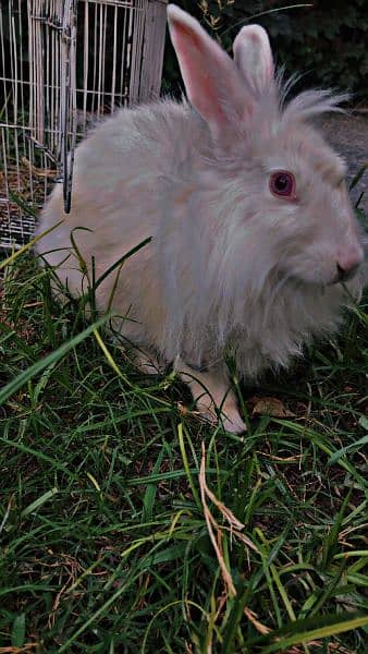 angora rabbit 6