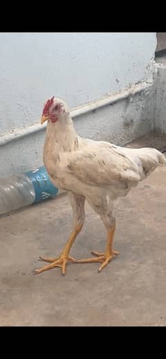 Hen