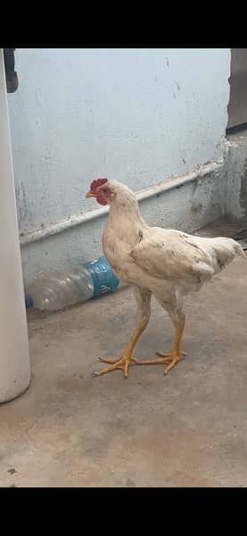 Hen for sale 1