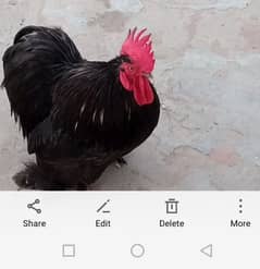 beautiful black bantam