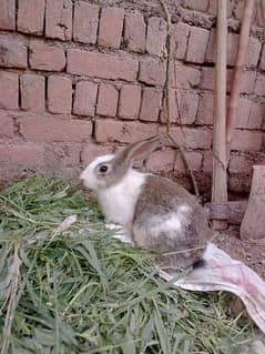 rabbits for sale 0