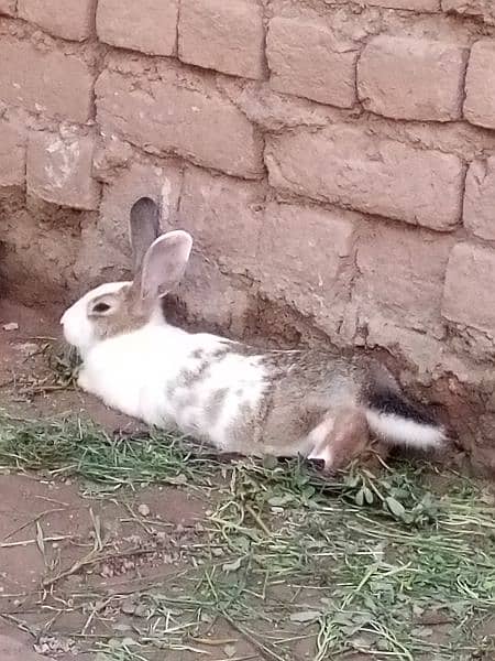 rabbits for sale 1