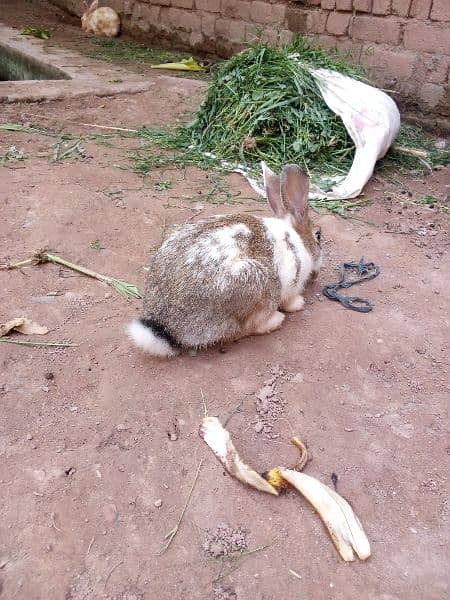 rabbits for sale 3