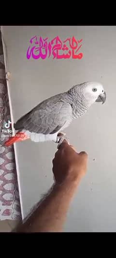 African grey hand tame Female