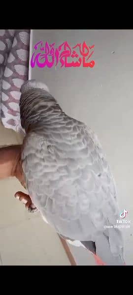 African grey hand tame Female 1