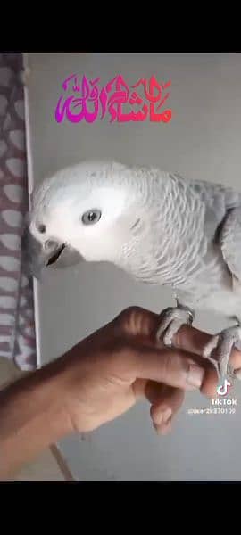 African grey hand tame Female 2