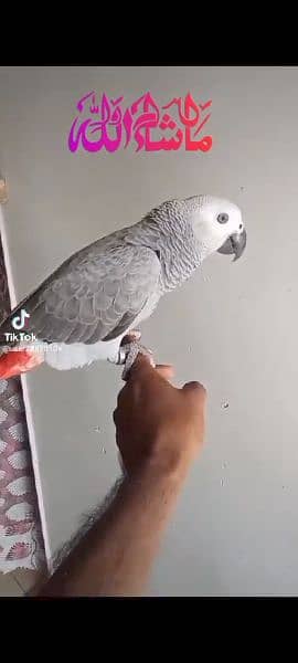 African grey hand tame Female 3