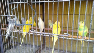 Australian budgies fresh patthey